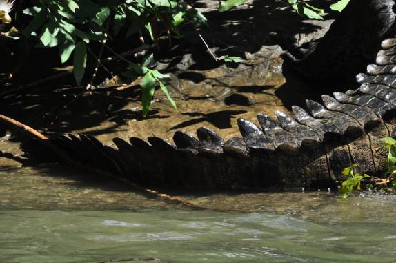 Um enorme e ameaçador crocodilo na entrada do Canyon del Sumidero, em Chiapa del Corso, no México
